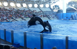 Show Shamu