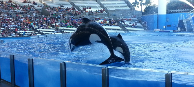 SEA WORLD – ORLANDO